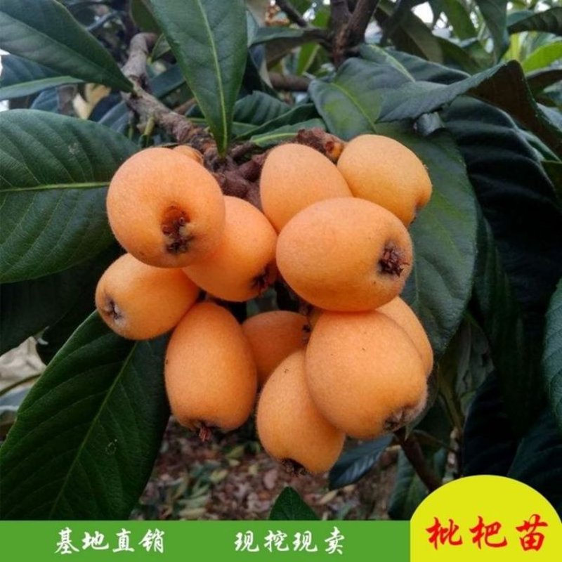自贡现货批发